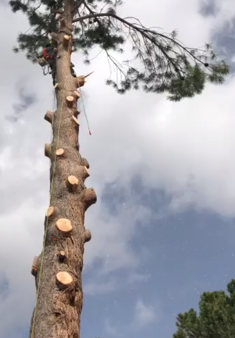 Tala y poda en altura de árboles en Cádiz y provincia